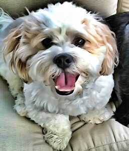 Ollie Art Picture