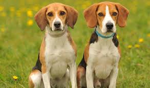 Human Beagles: It's Just About... Life.