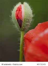 Time to Bloom: It's Just About... Life.