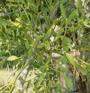 mistletoe