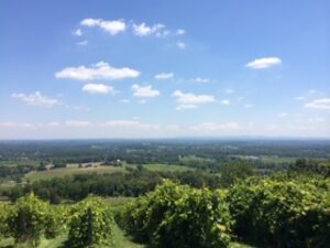 View from the vineyard