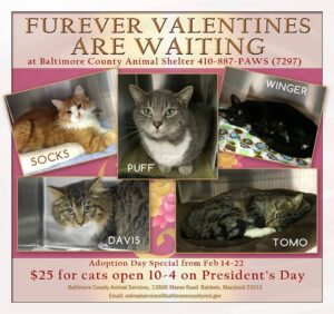 cats for adoption