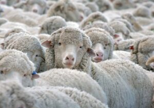 the herd