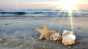 shells-on-beach