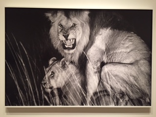 Storytelling Gone #WILD